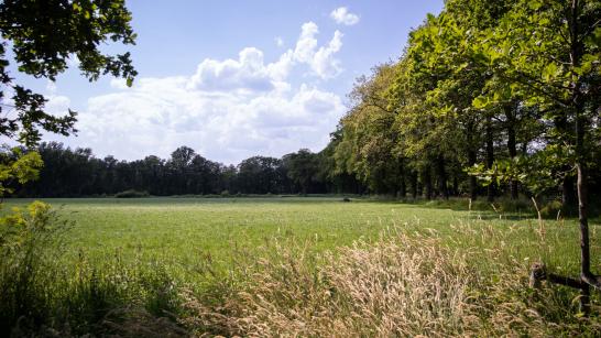 Open veld