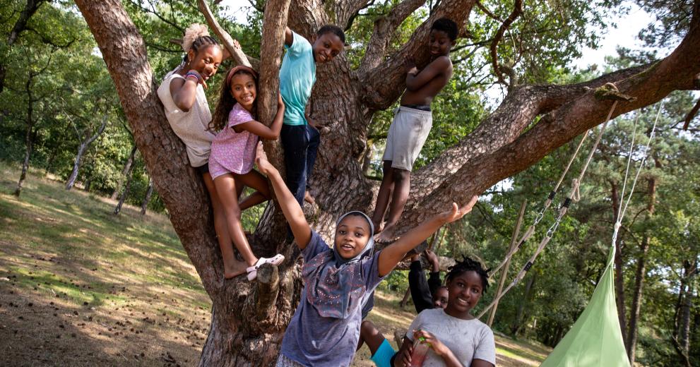 Kinderen spelen in boom op Wollebos