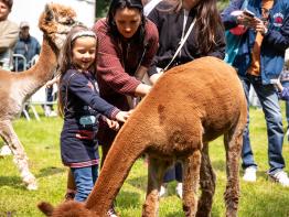 Gezin aait alpaca